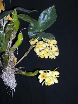 Image de Dendrobium sulcatum 2